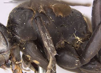 Media type: image;   Entomology 26230 Aspect: thorax lateral